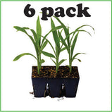 Black 6-Cell Seed Starting Trays - 6 pack