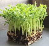 Peas, Dundale/Dun Pea* (Organic) -Microgreens 