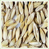 Barley, seed Hulls on (grass) organic 