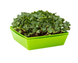 Bootstrap Farmer, 5x5 Shallow Microgreen Trays Assorted colour or Black-8pk