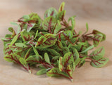 Sorrel, Red Veined for Microgreens (organic)