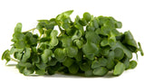 Collard Greens sprouted