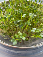 Sprout Haus- Sprouting Daikon Radish