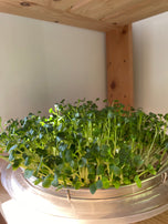 Sprout Haus- Sprouting Daikon Radish