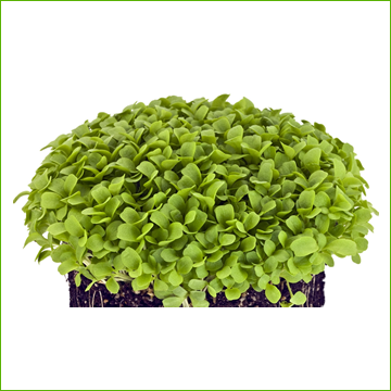Endive (organic) 