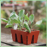 6-Cell Seed Starting Trays -terra cotta