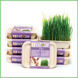 Lucky Kitty Grass Kit