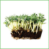 Lupine organic, microgreens