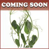 Tendril peas