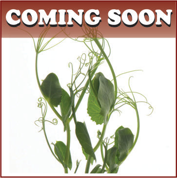 Tendril peas