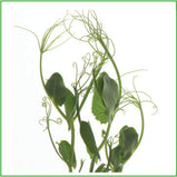 Tendril peas (seeds)