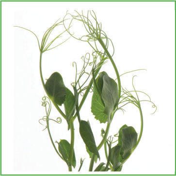 Tendril peas (seeds)