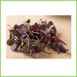 Radish, Red Rambo (organic) 250g, 500g, 1kg