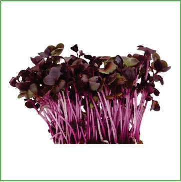 Red Samurai radish microgreen