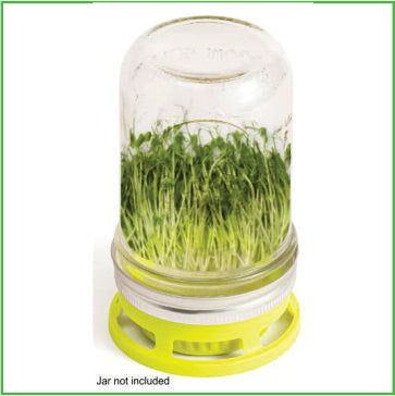Seed Sprouter for wide mouth mason jar