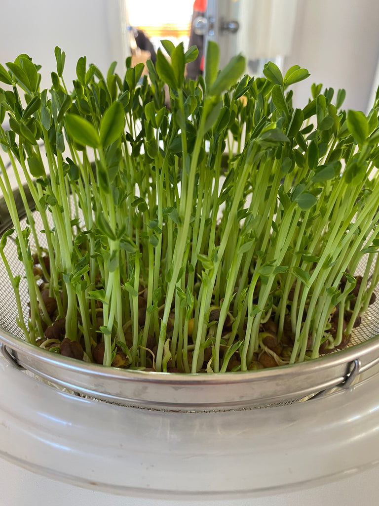 Pool Sprouter Sprout Haus, Hydroponic Sprouter – Sprout Master