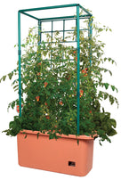 Tomato Trellis