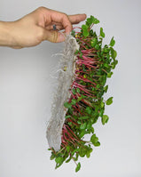 bamboo grow mat