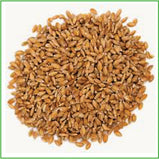Einkorn wheat