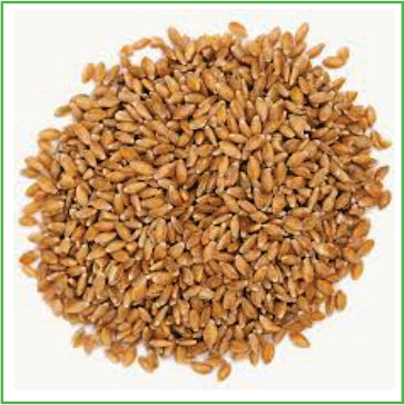 Einkorn wheat