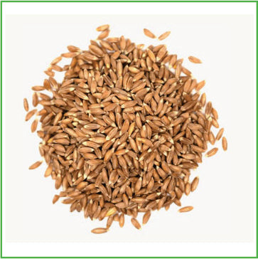 Emmer wheat