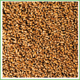 Wheat, Marquis (organic) 1kg