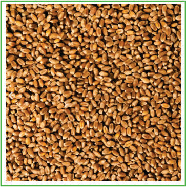 Wheat, Marquis (organic) 1kg