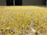 even germination - Bamboo grow mat
