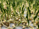 spotless growing -Bamboo grow mat
