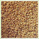 Alfalfa seed (organic) 