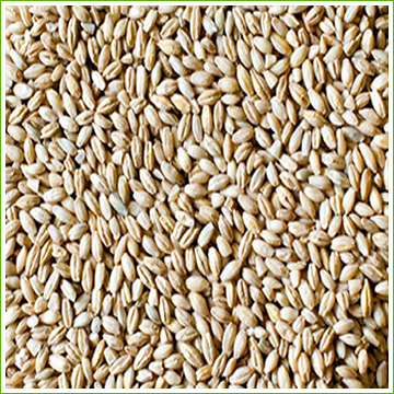 Barley, Ethiopian (organic) 1kg