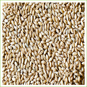 Barley, Hulless (organic) 1kg for sprouting or grass