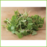 Basil, Cinnamon (organic) -250g