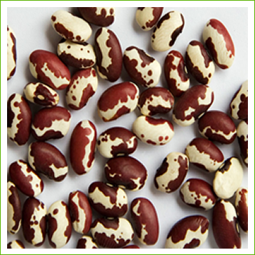 Beans*, Anasazi 