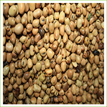 Beans, Fava (organic) 