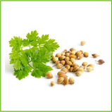 Coriander/Cilantro (organic) 