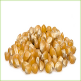 Popcorn (organic) 