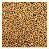 Organic Oriental Mustard seed