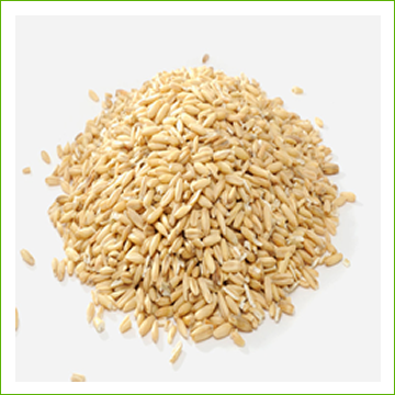 Organic hulless oats
