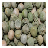 Organic Oregon pea seed