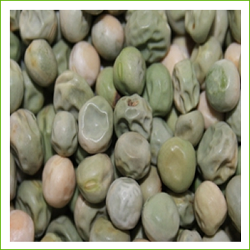 Organic Oregon pea seed
