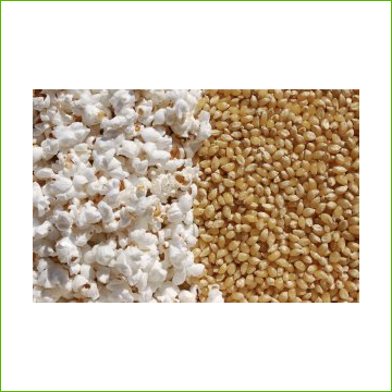 Popcorn -White Lightning Organic Non-GMO