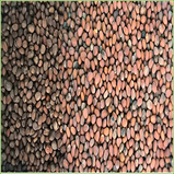 Radish Michelangelo (organic Mix)-226g
