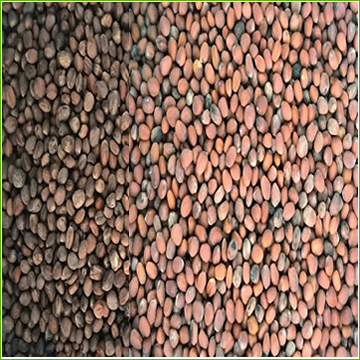 Radish Michelangelo (organic Mix)-226g
