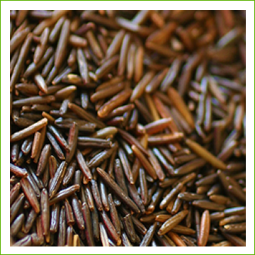 Rice-Wild Canadian – Sprout Master