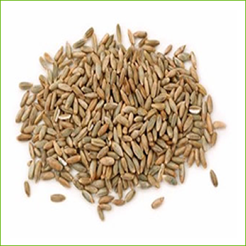 Rye seed (organic) 1kg