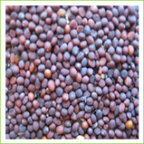 Turnip Seeds (organic) 500g