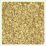 Wheat -Einkorn (organic) 1kg