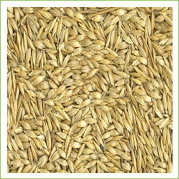 Wheat -Einkorn (organic) 1kg