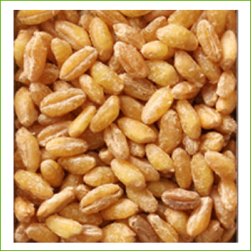 Wheat-Hard Red Spring – Sprout Master